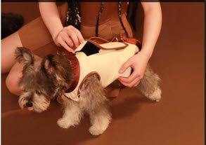 Dog Harness