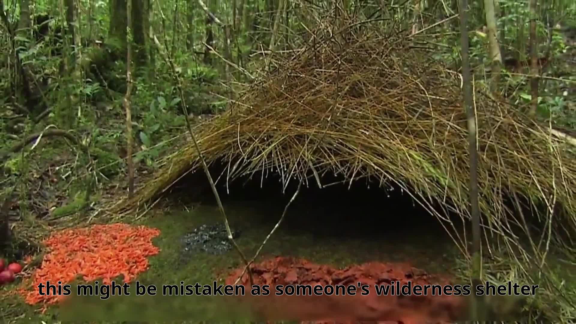 Bird Nest-Villa