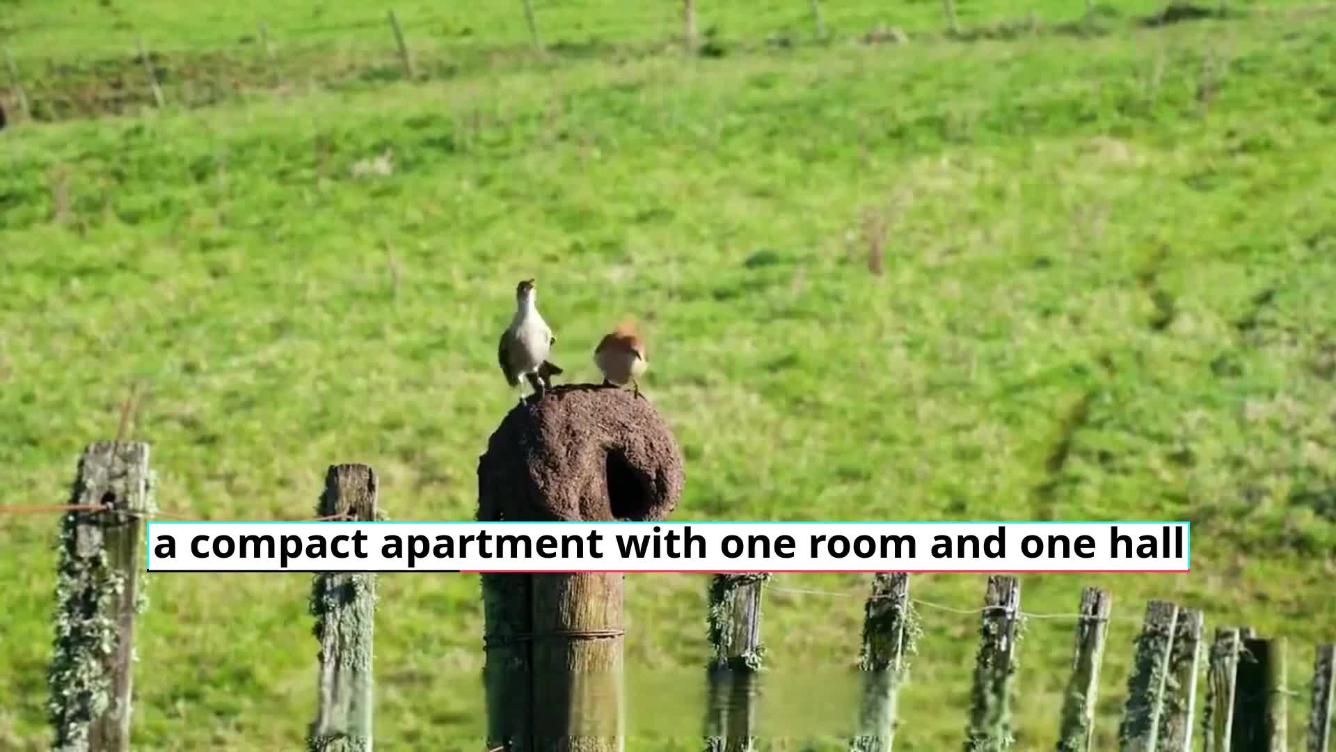 Bird Nest- Apartment