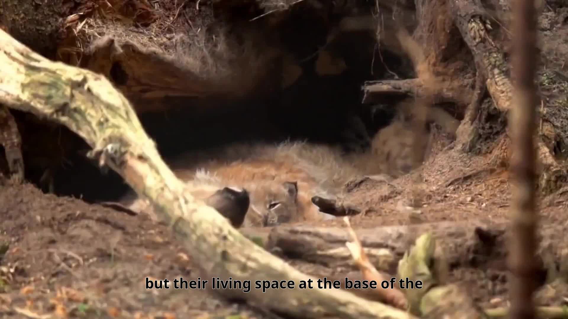 Lynx Cub