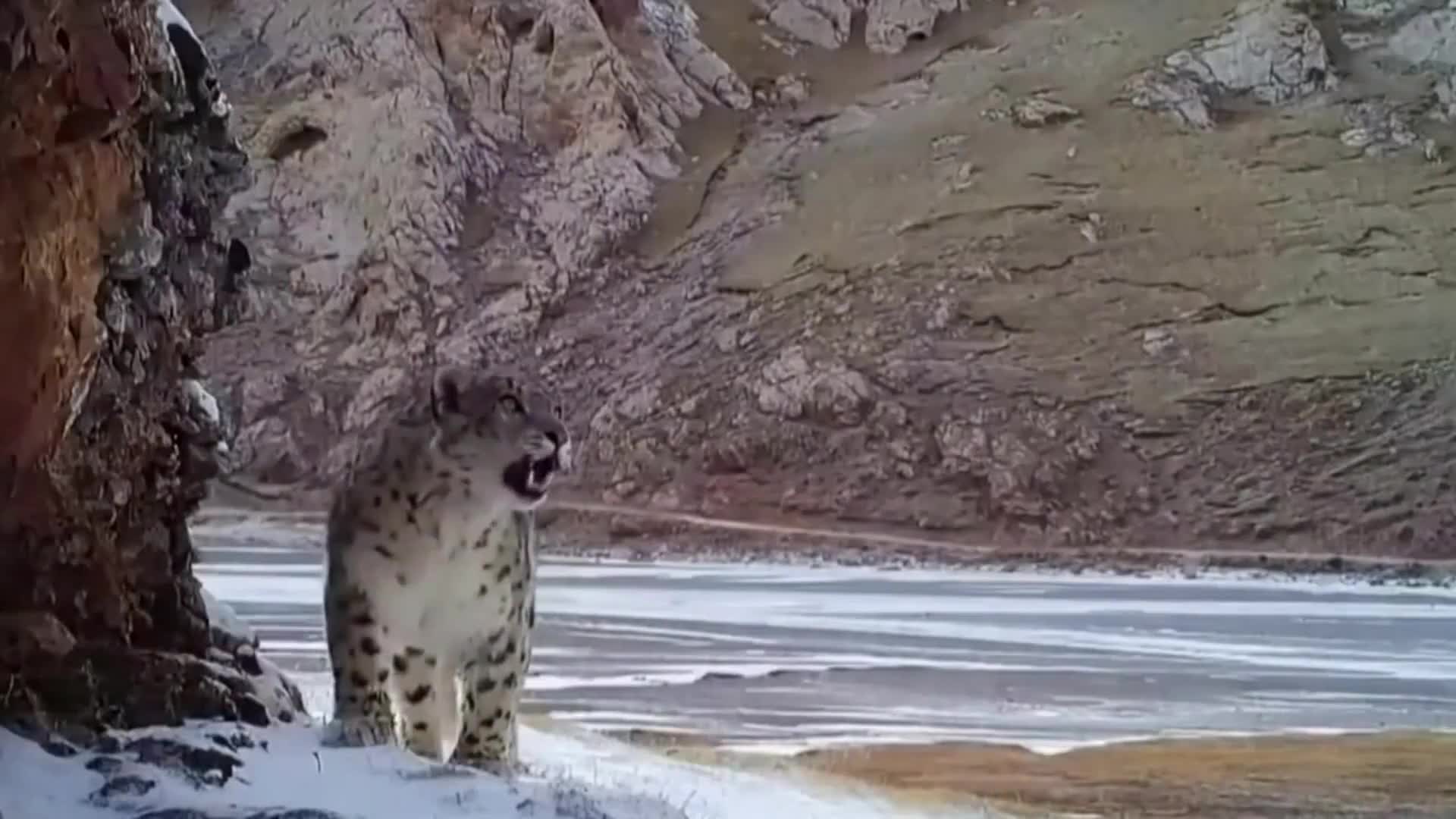 Snow Leopard