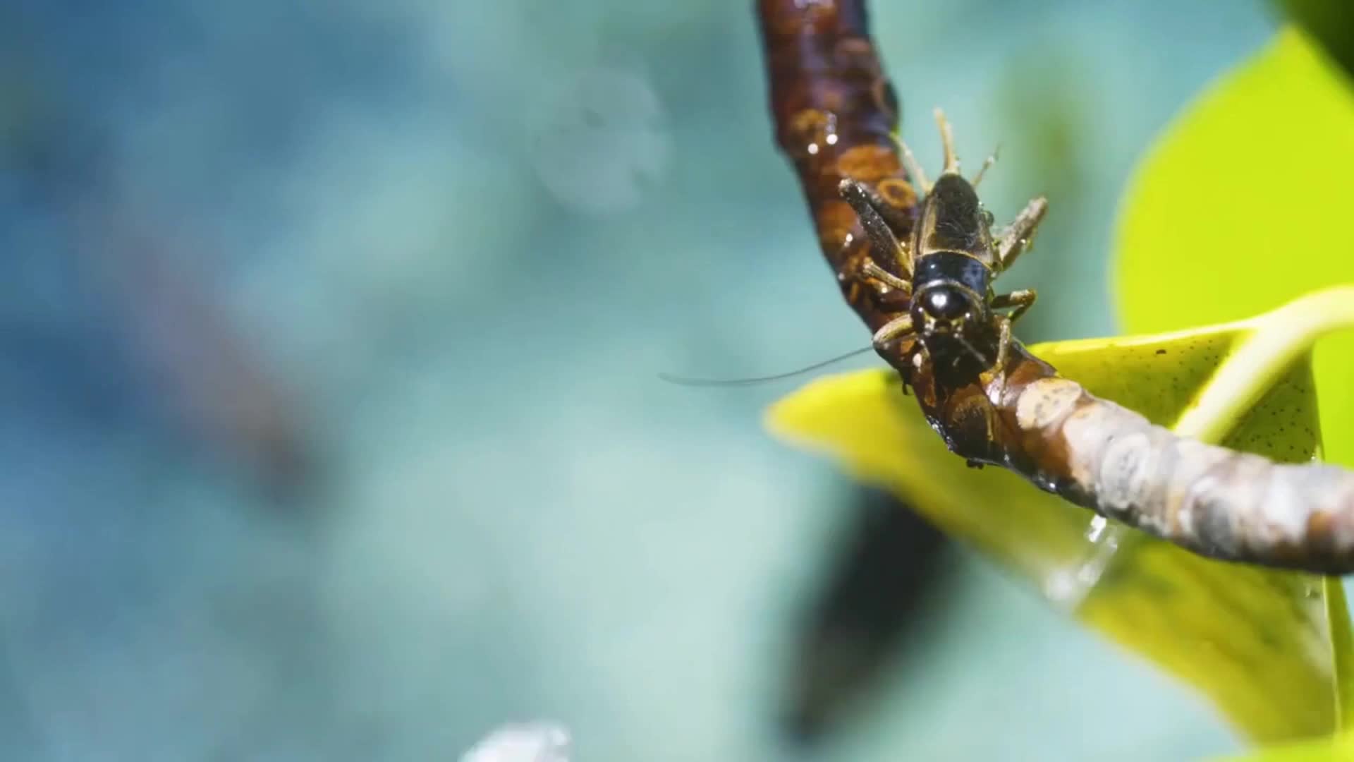 Shooting Fish